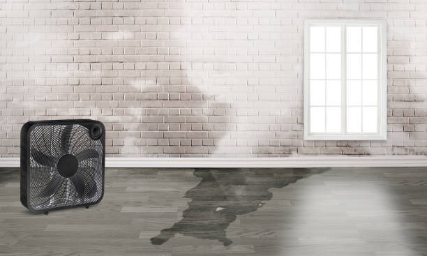 Best Sewage cleanup and water damage restoration  in Clute, TX