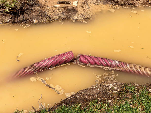 Best Local water damage restoration  in Clute, TX